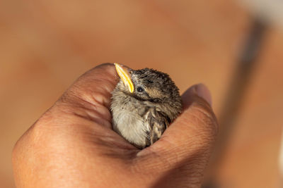 Close-up of hand holding small bird