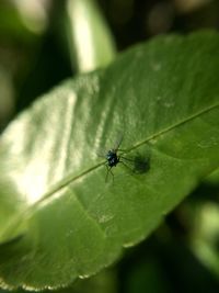 Close-up of insect on leaf