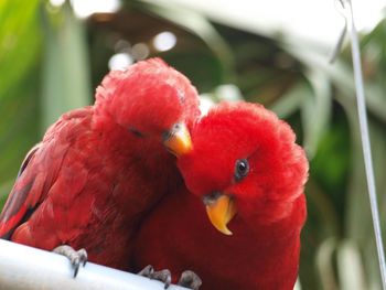 Close-up of parrot