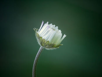 Close-up of white flowering plant against blurred background