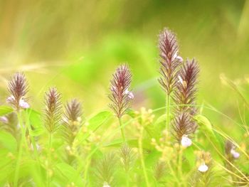 Close-up of flowering plants on field