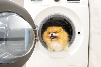 Portrait of pomeranian fluffy puppy in the washing machine. cute spitz.
