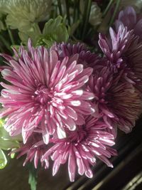 High angle view of pink flowering plant