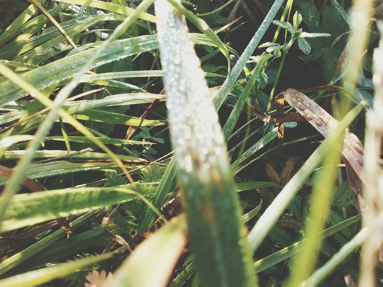 grass, close-up, growth, blade of grass, nature, plant, green color, focus on foreground, field, selective focus, drop, tranquility, twig, outdoors, day, beauty in nature, leaf, no people, spider web, wet