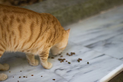 Close-up of ginger cat