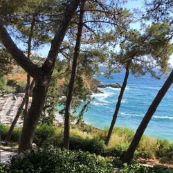 Trees by sea against sky