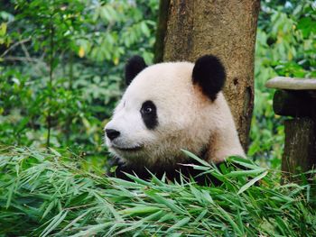 Close-up of a panda amid plants