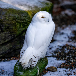 Close-up of bird perching on rock