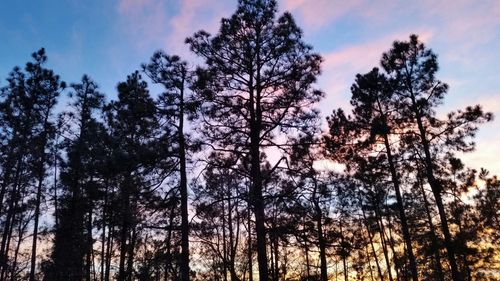 Low angle view of trees against sky