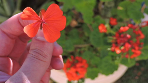 Close-up of hand holding flowering plant