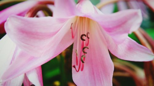 Close-up of pink flowering plant