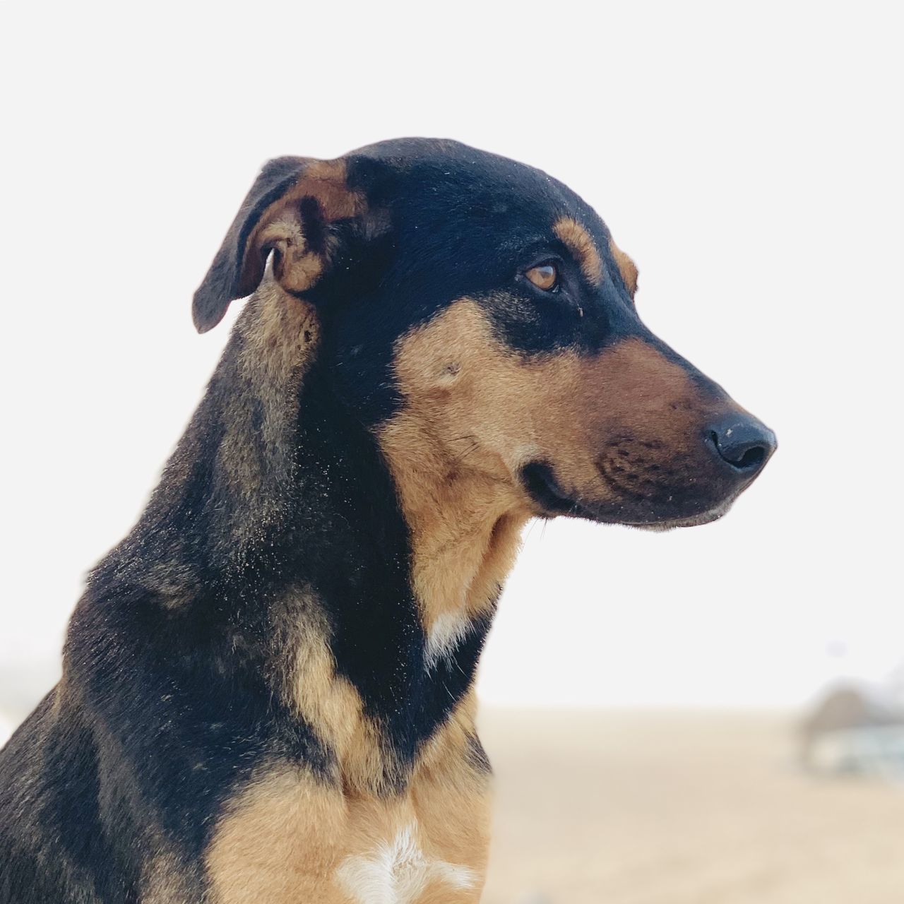 CLOSE-UP OF A DOG LOOKING AT CAMERA