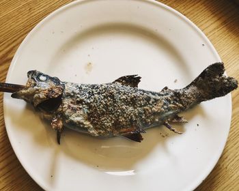 Close-up of crab on plate