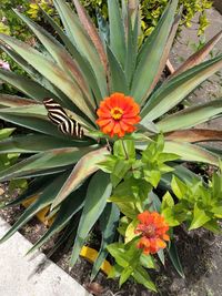 Close-up of flowers blooming outdoors