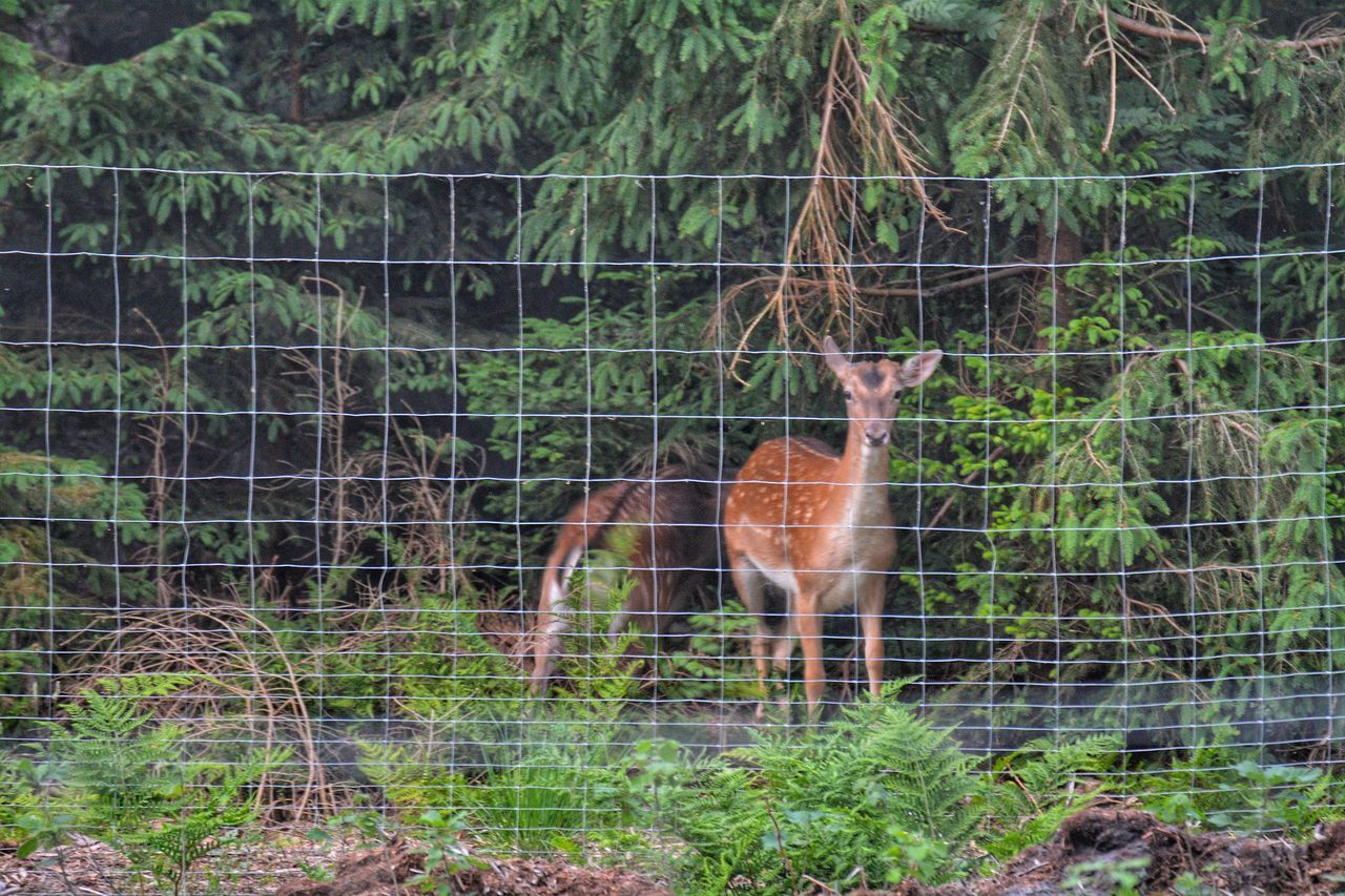 DEER IN FOREST