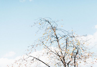 Low angle view of bird flying against clear sky