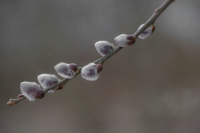 Close-up of flowers growing on branch