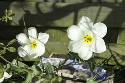 Close-up of white flowers