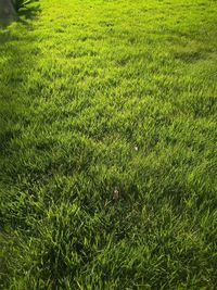 High angle view of grassy field