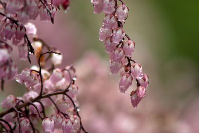 Close-up of pink flowers on branch