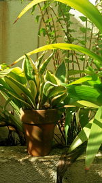 Close-up of fresh green potted plant