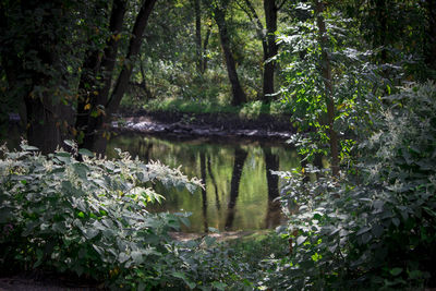 Scenic view of lake amidst trees in forest