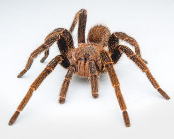 Tarantula spider