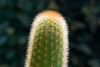 Close-up of cactus plant growing on field