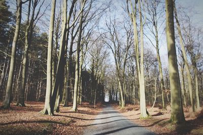 Road amidst trees in forest