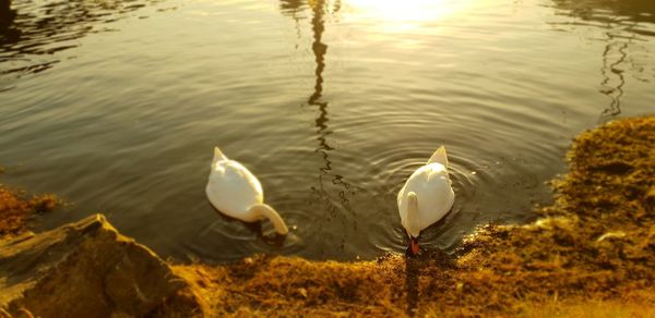 High angle view of birds in lake