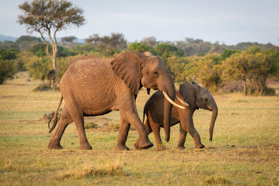 African bush elephant crosses savannah with calf