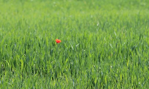 Red poppies growing on grassy field