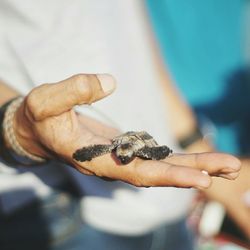 Close-up of bee on hand