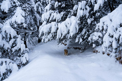 Frozen trees on snow covered land