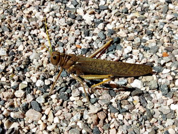 High angle view of insect on rock