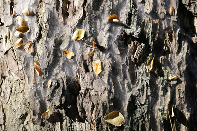 Full frame shot of tree trunk