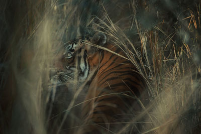 Close-up of tiger amidst plants on field