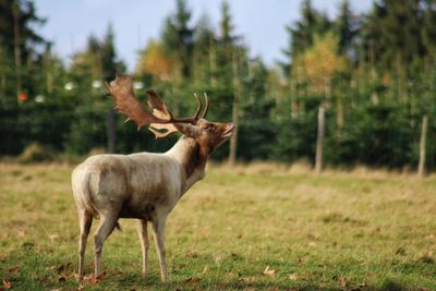 Deer standing on field