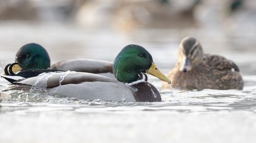 Close-up of mallard ducks in a water
