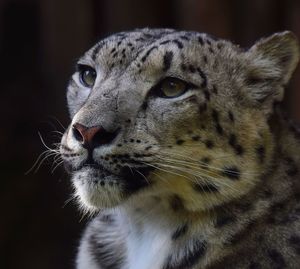 Close-up of a cat looking away