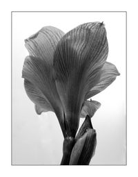 Close-up of leaf over black background