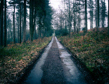 Road amidst trees in forest during autumn