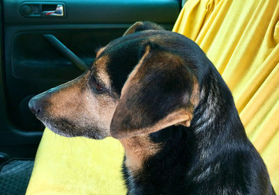 Close-up of dog relaxing in car