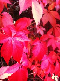 Close-up of leaves