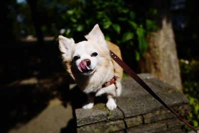 Close-up portrait of dog sticking out tongue on tree