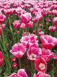 Close-up of pink flowering plants on field