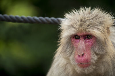 Close-up portrait of a monkey