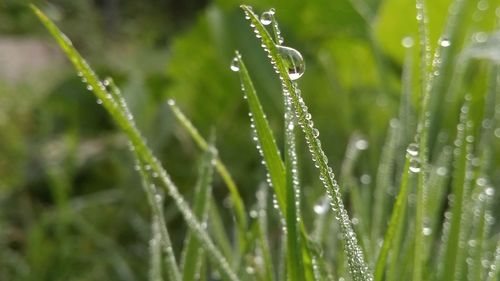 Close-up of wet grass during rainy season