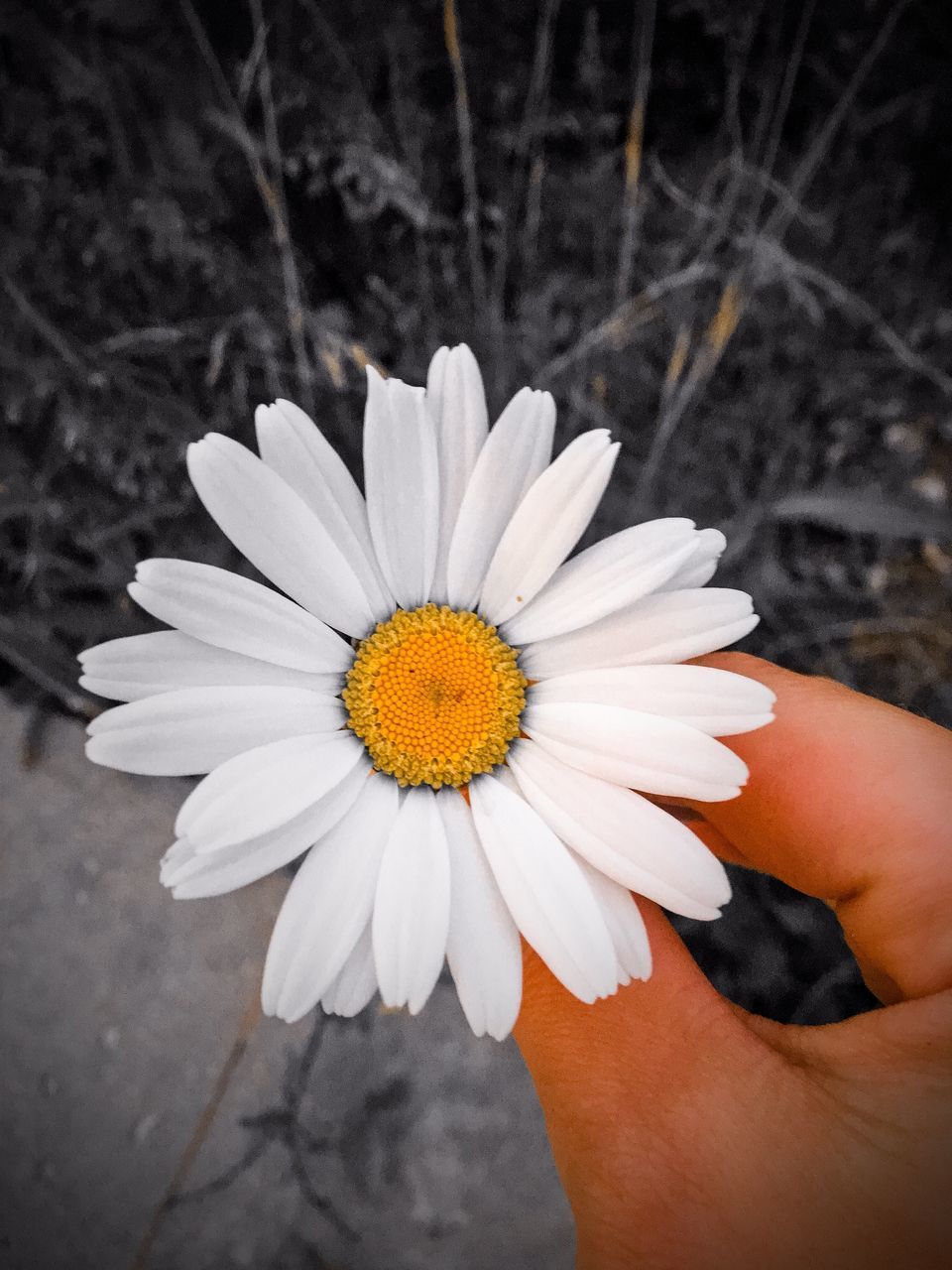 CLOSE-UP OF HAND HOLDING WHITE ROSE FLOWER