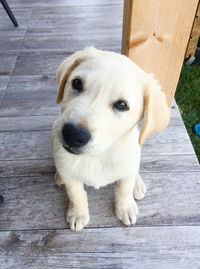 Close-up portrait of a dog